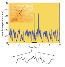 דוגמה לניתוח דפוסי הפעילות החשמלית של תאי עצב בקליפת המוח. הגרף מראה את פעילותו החשמלית של נוירון יחיד (בריבוע משמאל למעלה) שלא קיבל כל גירוי חיצוני, כפי שנמדדה במשך 10 שניות. פעילות זו משקפת דחפים חשמליים הנוצרים על-ידי נוירונים רבים ברשת העצבית המקומית. למטה: הגדלה של התוצאות שהתקבלו במשך שנייה בודדת, המראה את שינויי הפעילות החשמלית ברזולוציה גבוהה יותר